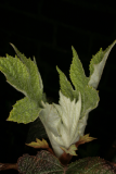 Hydrangea quercifolia RCP4-07 023.jpg